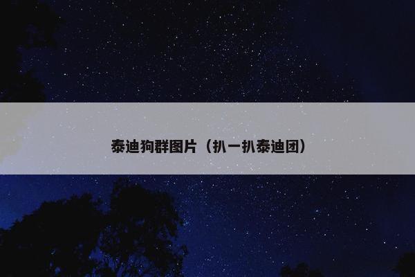 泰迪狗群图片（扒一扒泰迪团）
