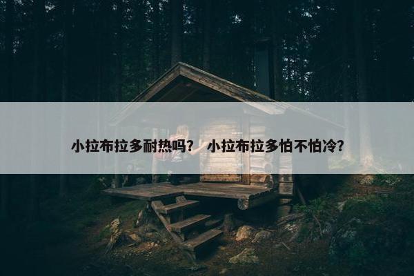 小拉布拉多耐热吗？ 小拉布拉多怕不怕冷？
