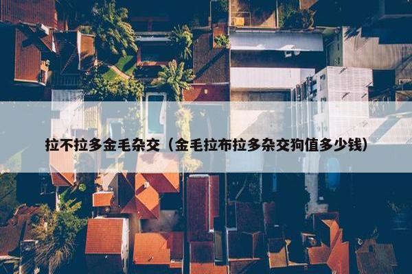 拉不拉多金毛杂交（金毛拉布拉多杂交狗值多少钱）