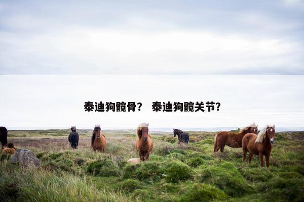 泰迪狗髋骨？ 泰迪狗髋关节？