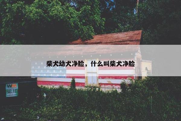 柴犬幼犬净脸，什么叫柴犬净脸