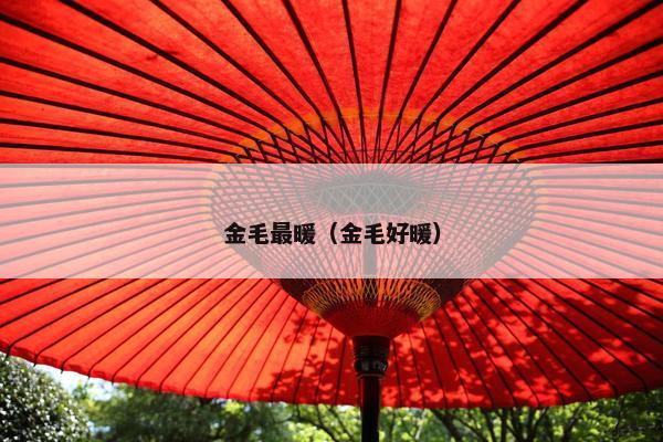 金毛最暖（金毛好暖）