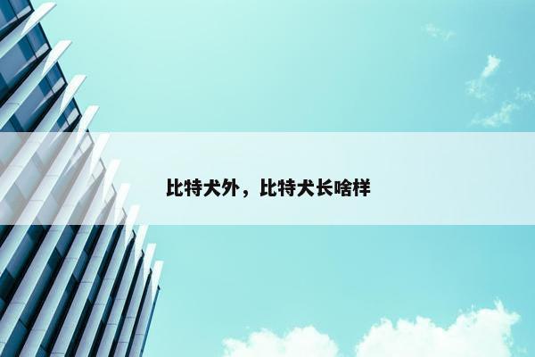 比特犬外，比特犬长啥样