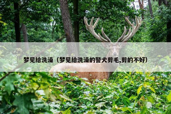 梦见给洗澡（梦见给洗澡的警犬剪毛,剪的不好）