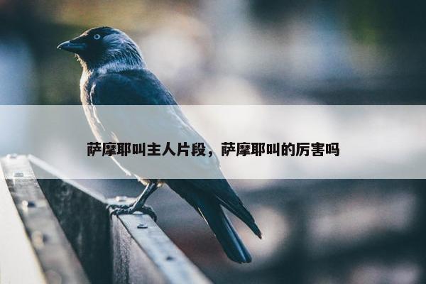 萨摩耶叫主人片段，萨摩耶叫的厉害吗