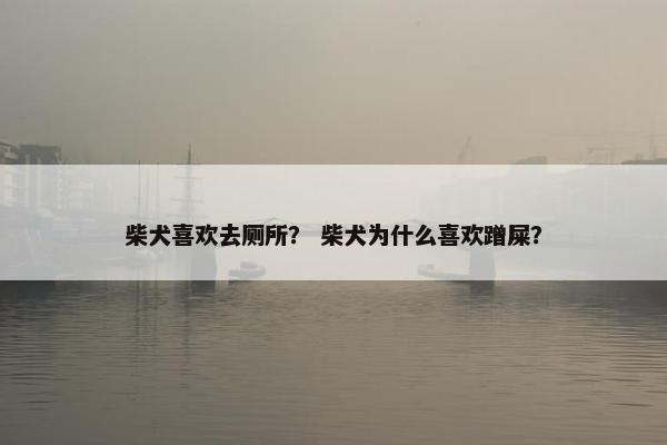 柴犬喜欢去厕所？ 柴犬为什么喜欢蹭屎？
