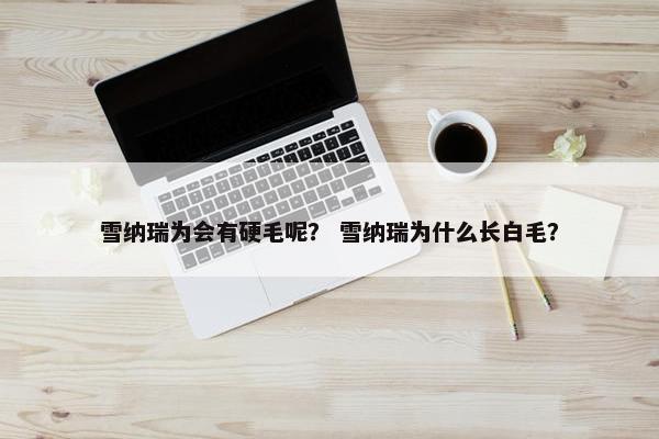 雪纳瑞为会有硬毛呢？ 雪纳瑞为什么长白毛？