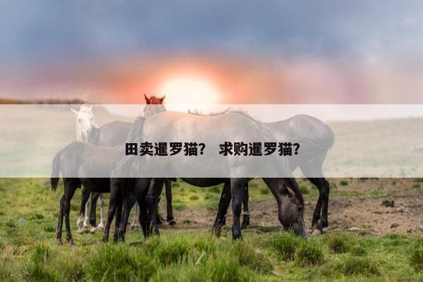 田卖暹罗猫？ 求购暹罗猫？