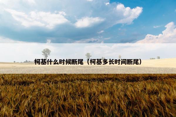 柯基什么时候断尾（柯基多长时间断尾）