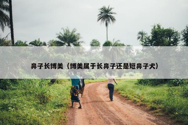 鼻子长博美（博美属于长鼻子还是短鼻子犬）
