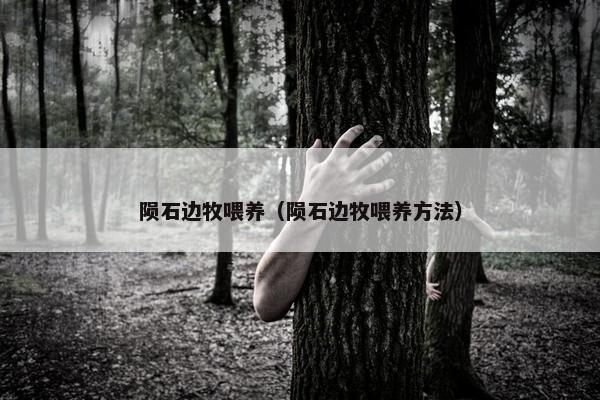 陨石边牧喂养（陨石边牧喂养方法）