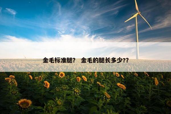 金毛标准腿？ 金毛的腿长多少?？