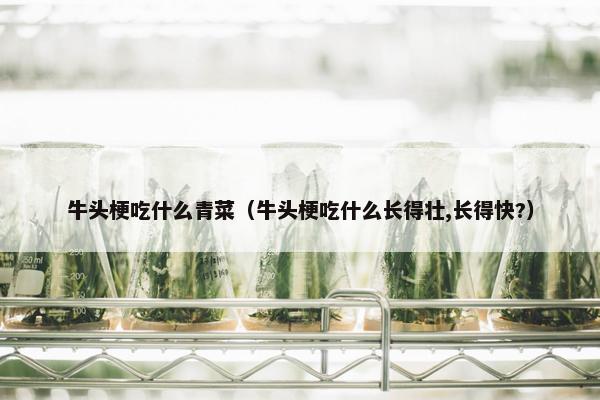 牛头梗吃什么青菜（牛头梗吃什么长得壮,长得快?）