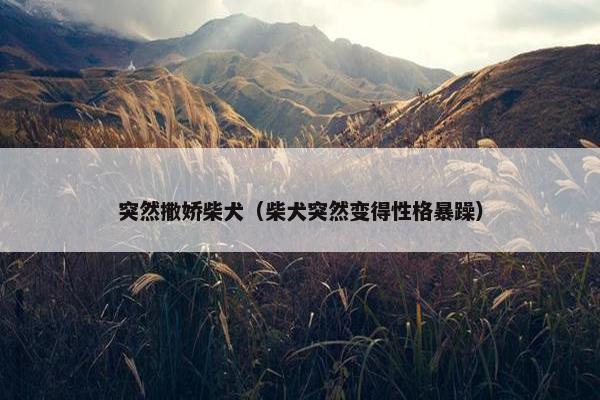 突然撒娇柴犬（柴犬突然变得性格暴躁）