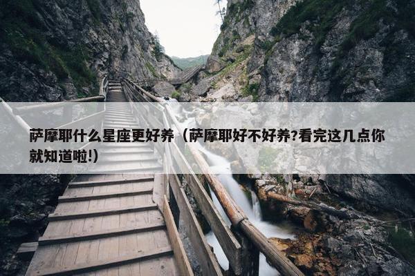 萨摩耶什么星座更好养（萨摩耶好不好养?看完这几点你就知道啦!）