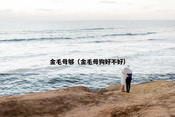 金毛母够（金毛母狗好不好）