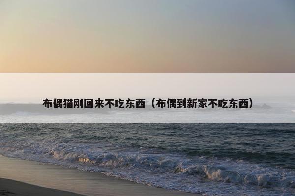 布偶猫刚回来不吃东西（布偶到新家不吃东西）