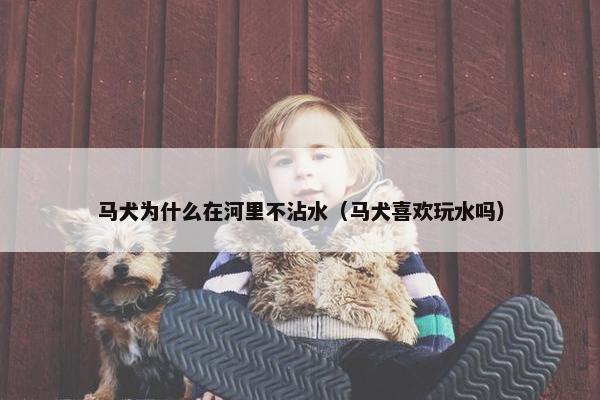 马犬为什么在河里不沾水（马犬喜欢玩水吗）