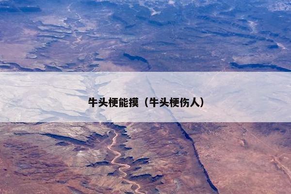 牛头梗能摸（牛头梗伤人）