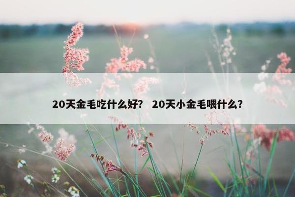 20天金毛吃什么好？ 20天小金毛喂什么？