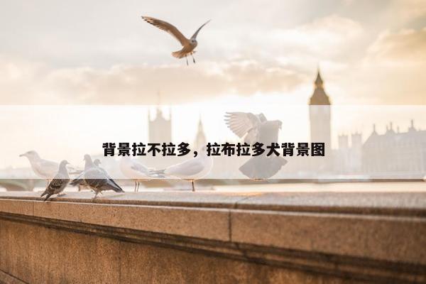 背景拉不拉多，拉布拉多犬背景图
