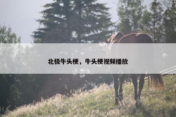 北极牛头梗，牛头梗视频播放