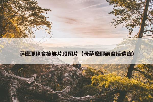 萨摩耶绝育搞笑片段图片（母萨摩耶绝育后遗症）