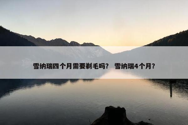 雪纳瑞四个月需要剃毛吗？ 雪纳瑞4个月？