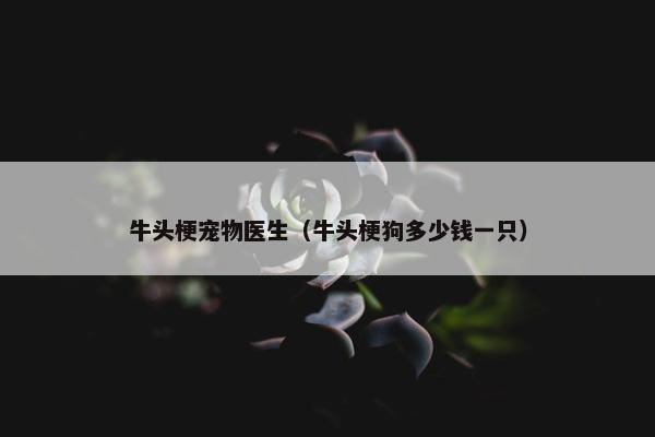 牛头梗宠物医生（牛头梗狗多少钱一只）