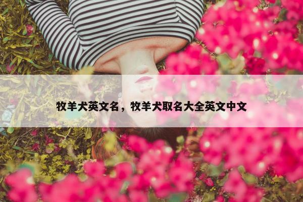 牧羊犬英文名，牧羊犬取名大全英文中文
