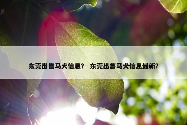 东莞出售马犬信息？ 东莞出售马犬信息最新？