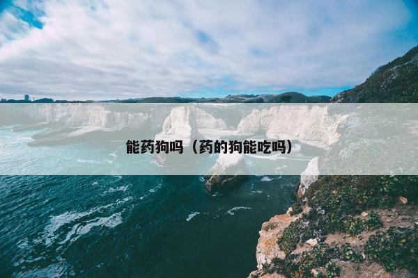 能药狗吗（药的狗能吃吗）