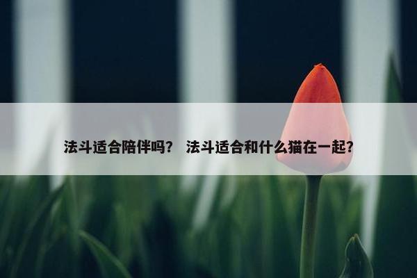 法斗适合陪伴吗？ 法斗适合和什么猫在一起？