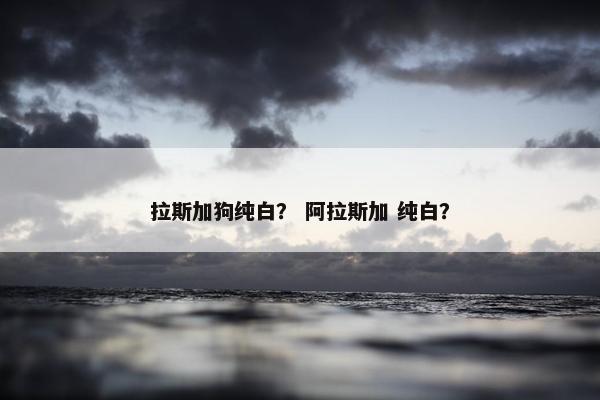 拉斯加狗纯白？ 阿拉斯加 纯白？