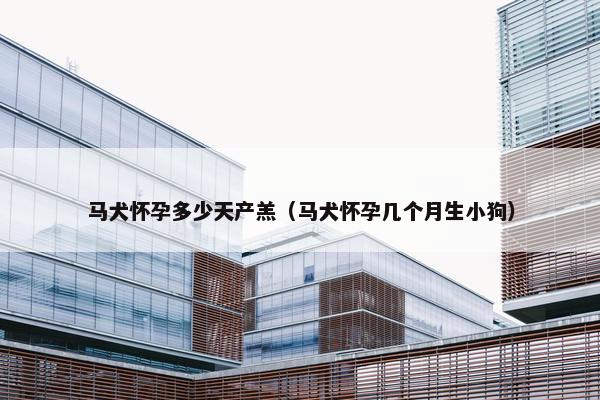 马犬怀孕多少天产羔（马犬怀孕几个月生小狗）