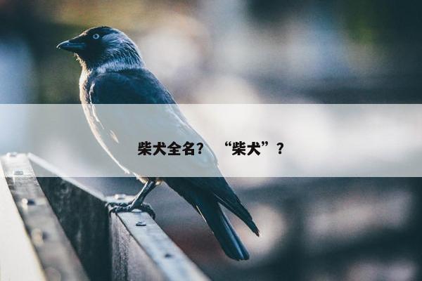柴犬全名？ “柴犬”？