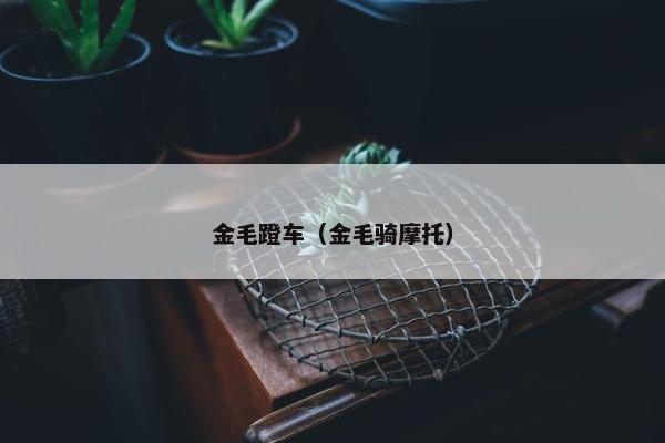 金毛蹬车（金毛骑摩托）