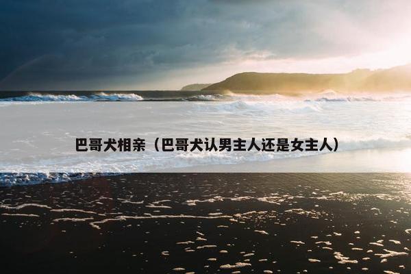 巴哥犬相亲（巴哥犬认男主人还是女主人）