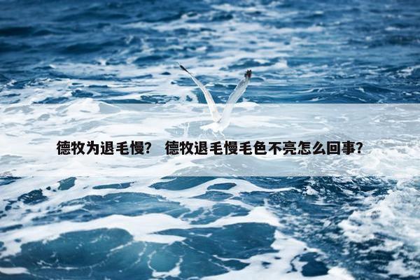 德牧为退毛慢？ 德牧退毛慢毛色不亮怎么回事？