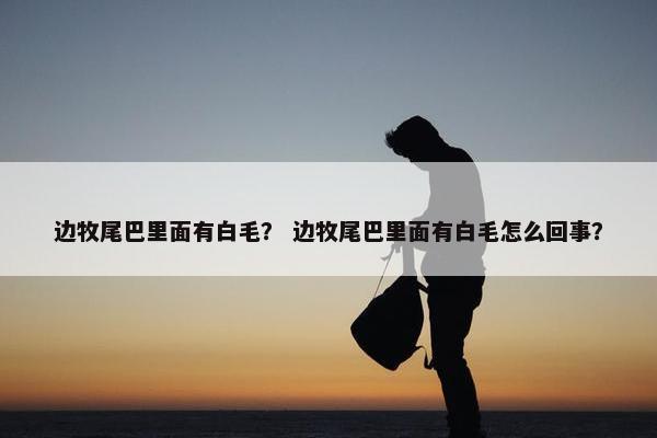 边牧尾巴里面有白毛？ 边牧尾巴里面有白毛怎么回事？