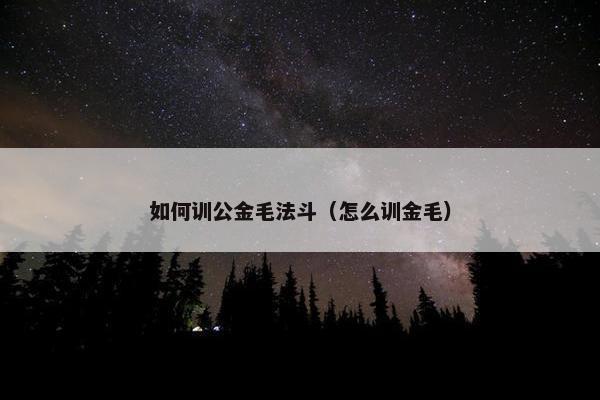 如何训公金毛法斗（怎么训金毛）