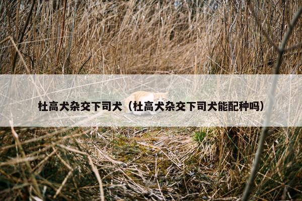 杜高犬杂交下司犬（杜高犬杂交下司犬能配种吗）