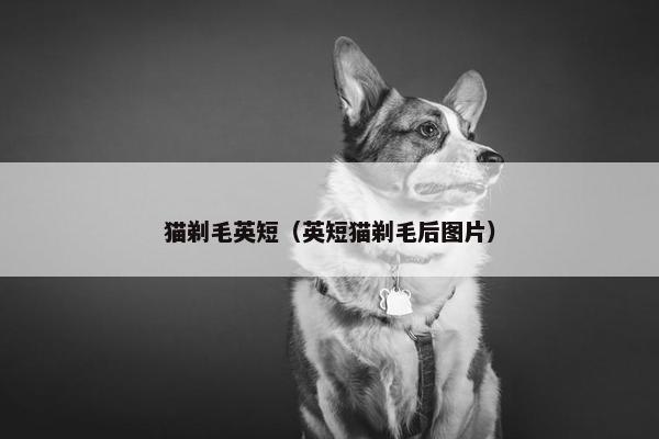 猫剃毛英短（英短猫剃毛后图片）