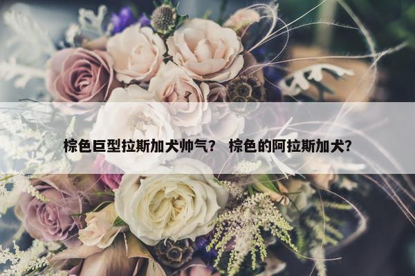 棕色巨型拉斯加犬帅气？ 棕色的阿拉斯加犬？
