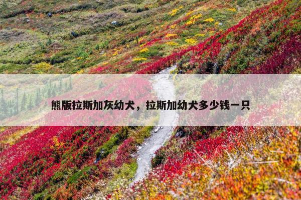 熊版拉斯加灰幼犬，拉斯加幼犬多少钱一只