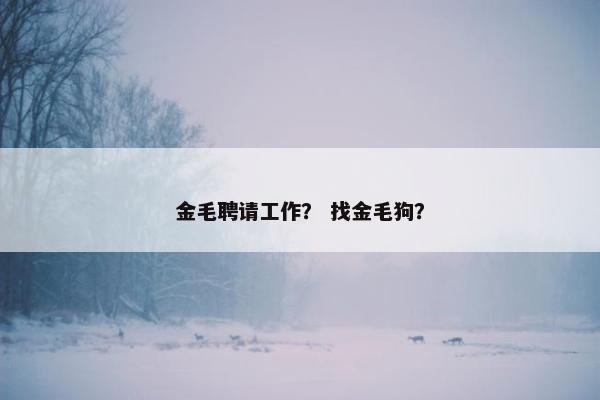 金毛聘请工作？ 找金毛狗？