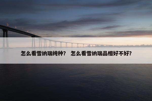 怎么看雪纳瑞纯种？ 怎么看雪纳瑞品相好不好？