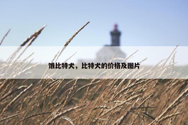 饿比特犬，比特犬的价格及图片