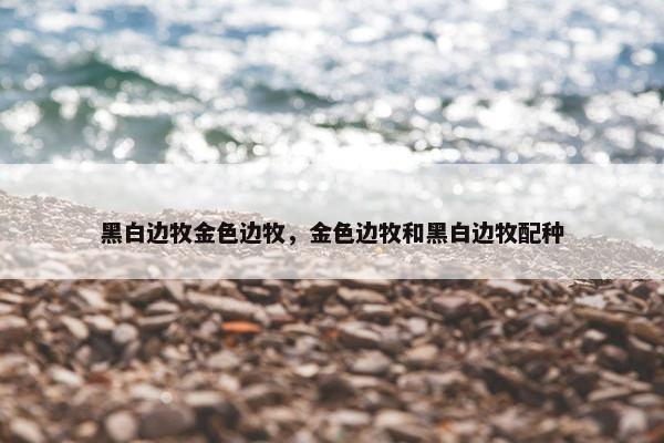 黑白边牧金色边牧，金色边牧和黑白边牧配种