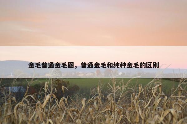 金毛普通金毛图，普通金毛和纯种金毛的区别